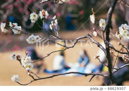 羽根木公園の梅 羽根木公園の梅 88629307