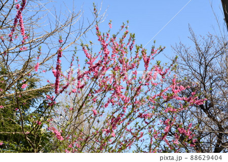 ソメイヨシノではない桜【神奈川県】 ソメイヨシノではない桜【神奈川県】 88629404