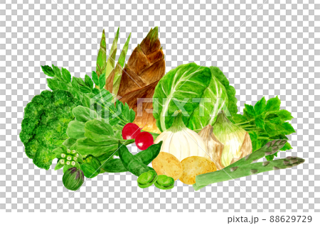 手描き水彩の春野菜イラスト 88629729
