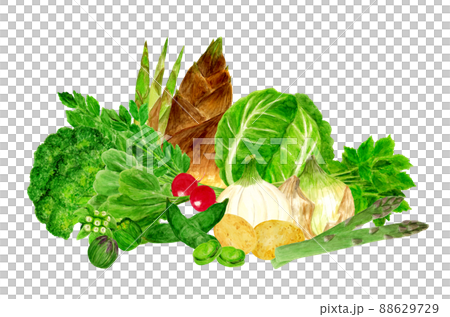 Hand drawn watercolor spring vegetable illustration 88629729
