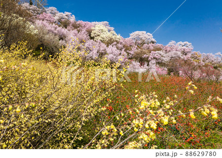 ミズキとボケと桜 88629780