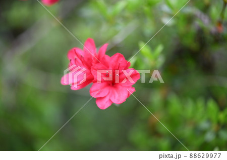 キリシマツツジ(霧島躑躅) キリシマツツジ(霧島躑躅) 88629977