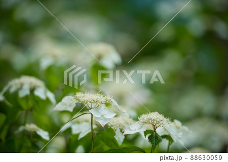 6月の梅雨に合わせて咲く花 アジサイ/ 88630059