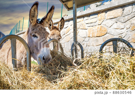 Donkey eating hay 88630546