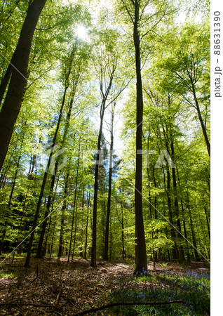 Hallerbos on a sunny spring afternoon 88631390