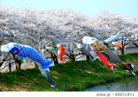 桜と鯉のぼり　浅水川 88631831