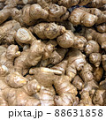 Ginger roots in large numbers, close-ups. 88631858