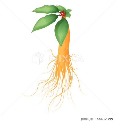 高麗人参のイラスト 高麗人参のイラスト 88632399