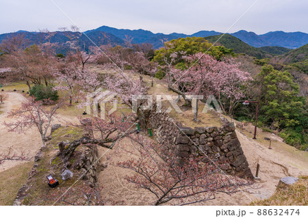 (兵庫県)洲本市 洲本城跡 桜が咲き始めた (兵庫県)洲本市 洲本城跡 桜が咲き始めた 88632474