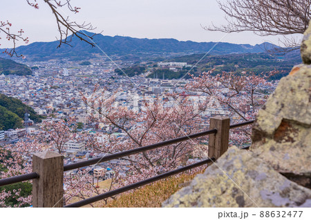 （兵庫県）洲本市　洲本城跡　桜が咲き始めた 88632477