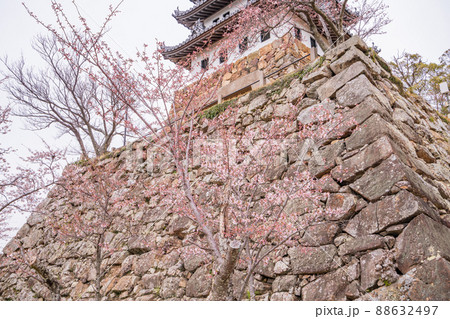 (兵庫県)洲本市 洲本城跡 桜が咲き始めた (兵庫県)洲本市 洲本城跡 桜が咲き始めた 88632497