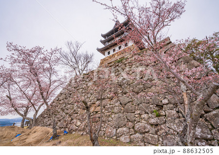 （兵庫県）洲本市　洲本城跡　桜が咲き始めた 88632505