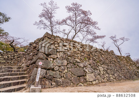 （兵庫県）洲本市　洲本城跡　桜が咲き始めた 88632508