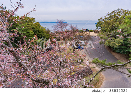 （兵庫県）洲本市　洲本城跡　桜が咲き始めた 88632525