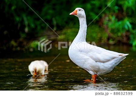 Goose with gosling on the shore river in the springtime. 88632599