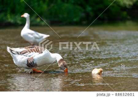 Goose with gosling on the shore river in the springtime. Goose with gosling on the shore river in the springtime. 88632601
