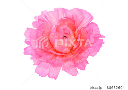 【ラナンキュラス】 (深度合成) 【ラナンキュラス】 (深度合成) 88632604