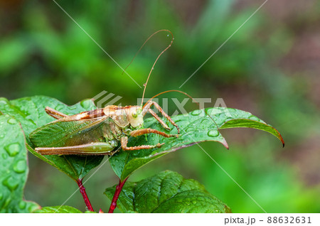 Grass Hopper. A differential grasshopper hanging out in a summer meadow Grass Hopper. A differential grasshopper hanging out in a summer meadow 88632631