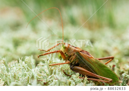 Grass Hopper. A differential grasshopper hanging out in a summer meadow Grass Hopper. A differential grasshopper hanging out in a summer meadow 88632633