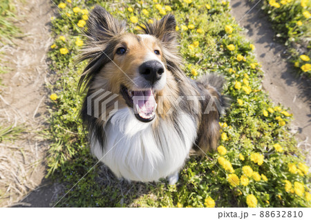 タンポポと犬 シェルティー タンポポと犬 シェルティー 88632810