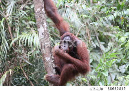 つまみ食い中のオラウータン 88632815