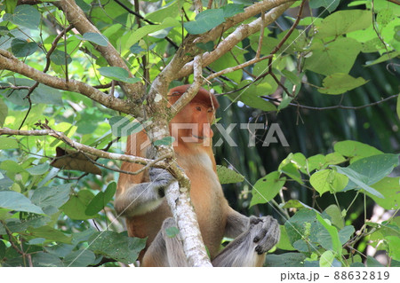 見下ろすテングザル 見下ろすテングザル 88632819