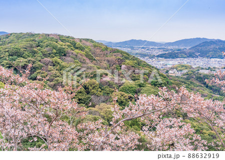 （兵庫県）桜咲く、洲本城跡から眺める、洲本の街並み 88632919