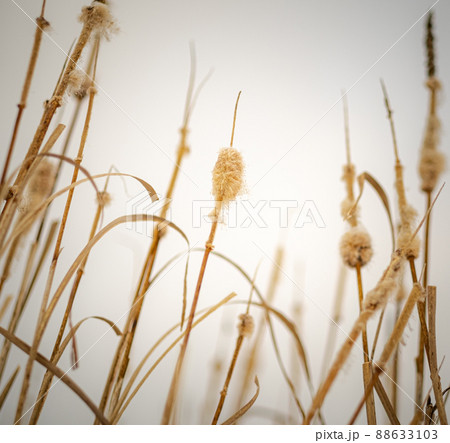 A dry bullrush on the background of sky A dry bullrush on the background of sky 88633103