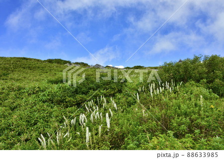 滋賀県米原市伊吹山　東登山道のサラシナショウマ　8月 88633985
