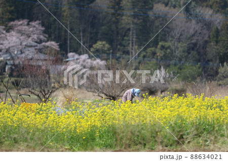 2021日本で一番幸せな町に選ばれた埼玉県鳩山町の農村で遠くに桜が咲く菜の花畑で働く女性 2021日本で一番幸せな町に選ばれた埼玉県鳩山町の農村で遠くに桜が咲く菜の花畑で働く女性 88634021