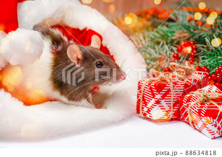 New Year concept, toys.Cute decorative rat sits with gifts. New Year's gifts, holiday, congratulations. New Year concept, toys.Cute decorative rat sits with gifts. New Year's gifts, holiday, congratulations. 88634818