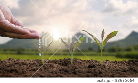 Displaying the stages of plant growth and watering of plants, planting ideas and investments for farmers. Displaying the stages of plant growth and watering of plants, planting ideas and investments for farmers. 88635064