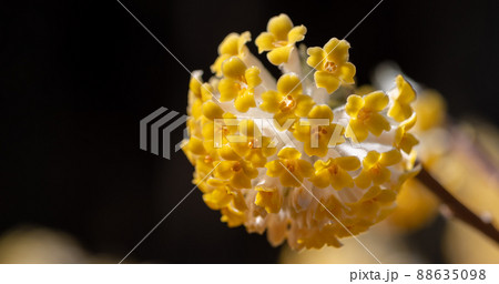 ミツマタの花 88635098