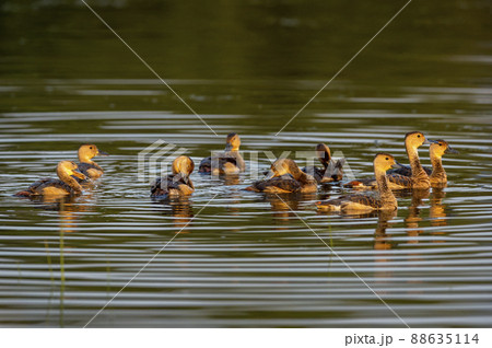Lesser whistling duck flock of birds family in golden hour light floating in pattern at keoladeo national park forest or bharatpur bird sanctuary rajasthan india - Dendrocygna javanica Lesser whistling duck flock of birds family in golden hour light floating in pattern at keoladeo national park forest or bharatpur bird sanctuary rajasthan india - Dendrocygna javanica 88635114