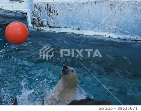 シロクマホウちゃんの遊び 88635671