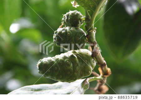 Green Noni fruits. 88635719