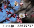 梅の花 88635737