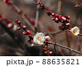 梅の花 88635821