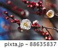 梅の花 88635837