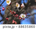 梅の花 88635860