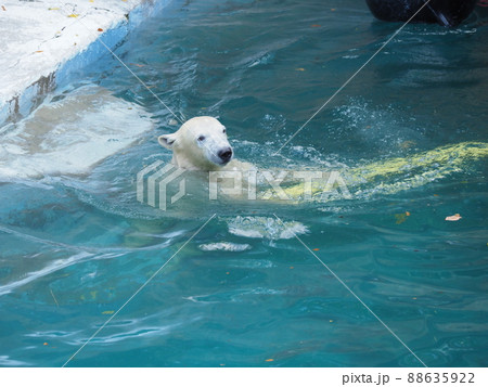 水遊びをするシロクマ　 88635922