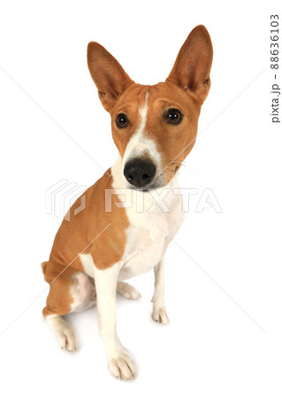 Purebred Basenji dog over white background Purebred Basenji dog over white background 88636103
