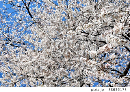 戸津辺の桜 戸津辺の桜 88636173