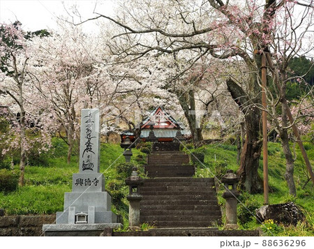 静岡県 興徳寺 春景色 4月 静岡県 興徳寺 春景色 4月 88636296