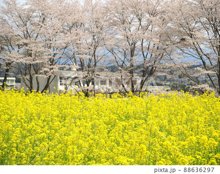 静岡県 興徳寺 春景色 4月 静岡県 興徳寺 春景色 4月 88636297