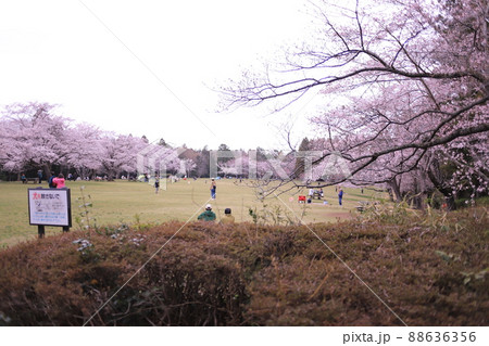 桜満開 泉自然公園の写真素材