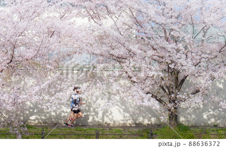 満開の桜の木の下を走る人々 88636372