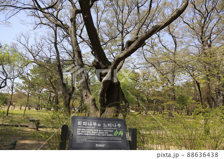 景色 桜 春 88636438