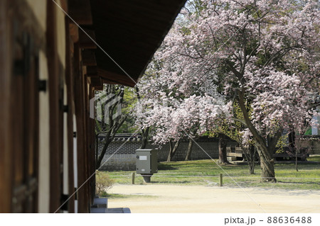 建物 桜 風景 88636488