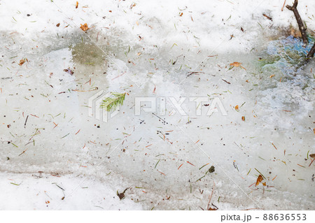 雪解けの氷に閉じ込められた落ち葉と枝 雪解けの氷に閉じ込められた落ち葉と枝 88636553